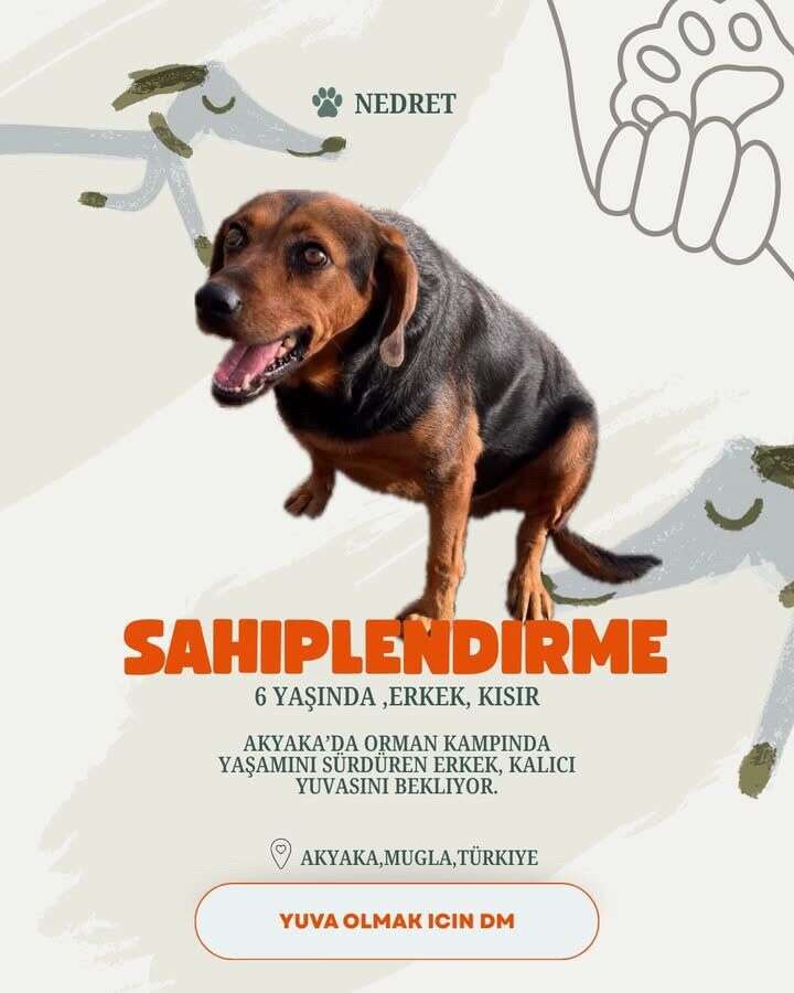 Akyaka’da 20 Köpek Yuva Bekliyor: Hayvanseverlerden Sahiplenme Çağrısı 9